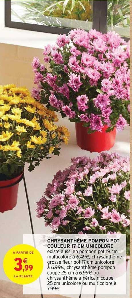 Chrysanthème Pompon Pot Couleur 17 Cm Unicolore