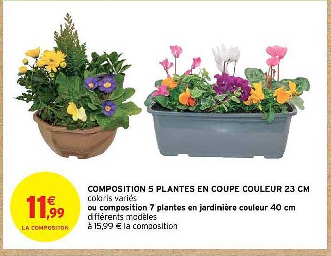 Composition 5 Plantes En Coupe Couleur 23 Cm