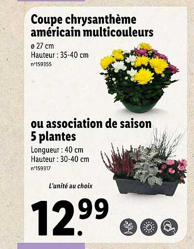 coupe chrysanthème américain multicouleurs ou association de saison 5 plantes