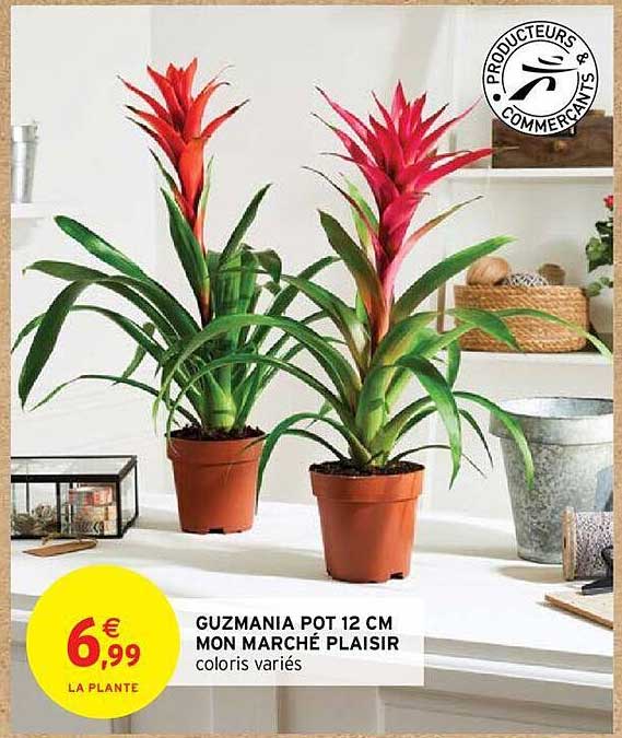 guzmania pot 12 cm mon marché plaisir