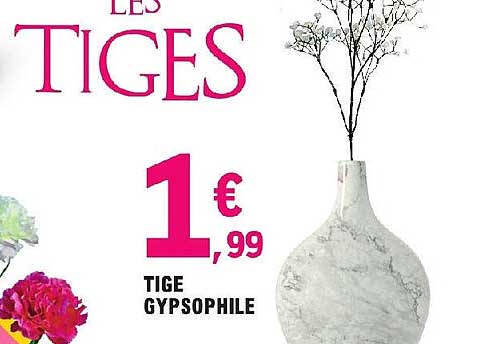 tige gypsophile