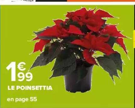 Le Poinsettia