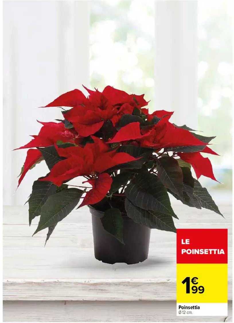 poinsettia