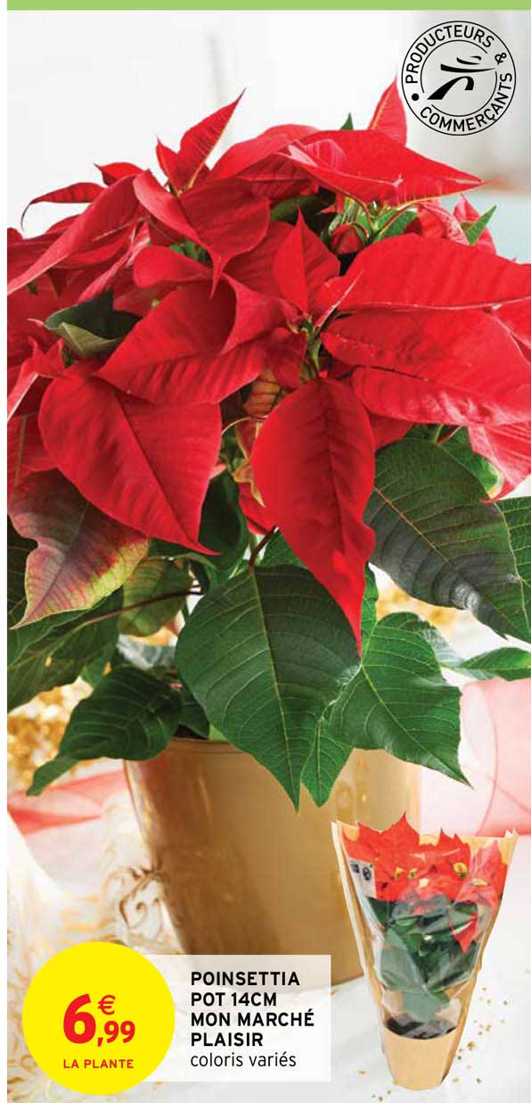poinsettia pot 14 cm mon marché plaisir