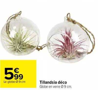 tillandsia déco