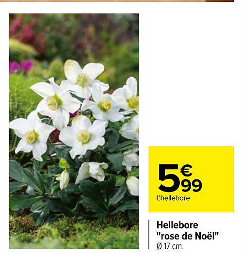 hellebore "rose de noël"