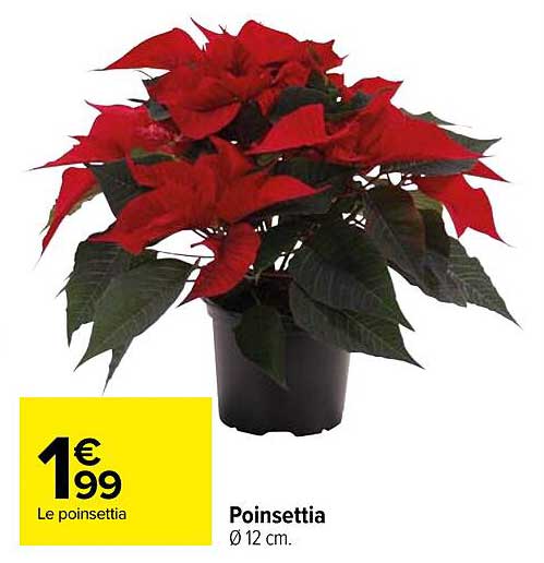 poinsettia