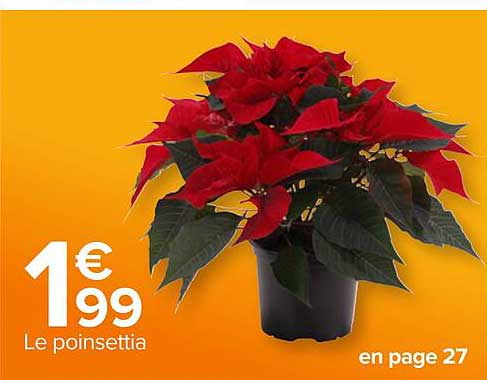 le poinsettia