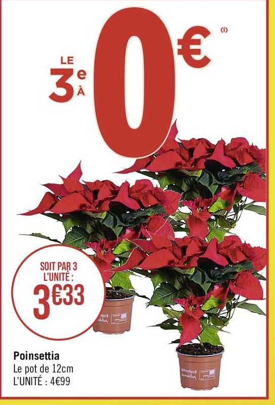 poinsettia