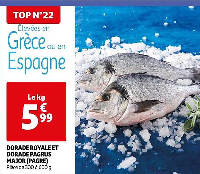 dorade royale et dorade pagrus major (pagre)