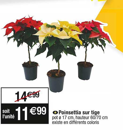 poinsettia sur tige