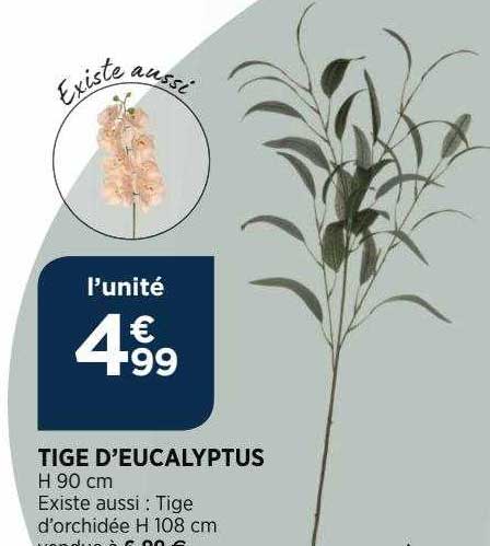 tige d'eucalyptus
