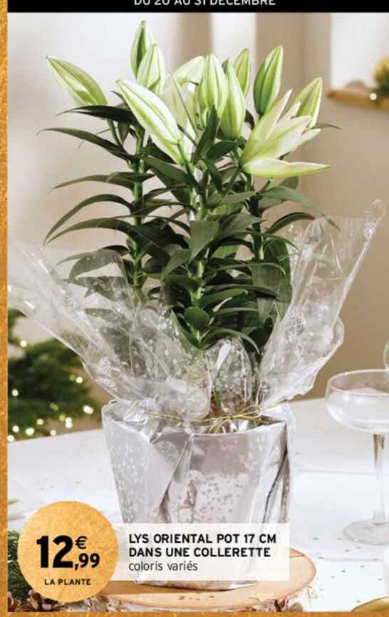 lys oriental pot 17 cm dans une collerette