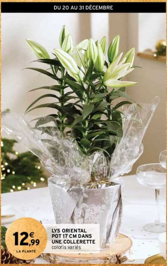 lys oriental pot 17 cm dans une collerette