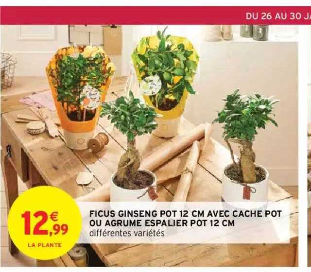 ficus ginseng pot 12 cm avec cache pot ou agrume espalier pot 12 cm