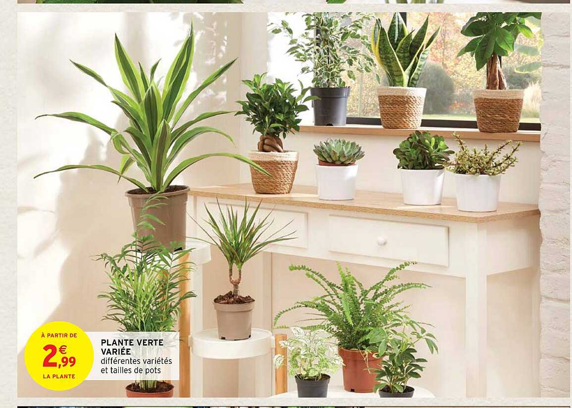 plante verte variée