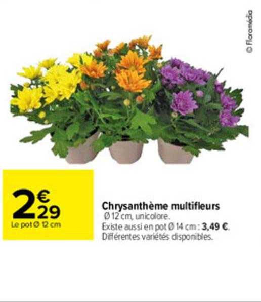 Chrysanthème Multifleurs