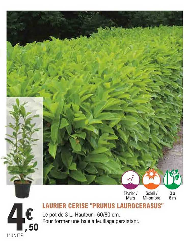 laurier cerise "prunus laurocerasus"