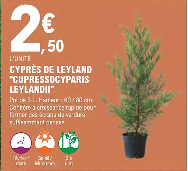 cyprès de leyland "cupressocyparis leylandII"