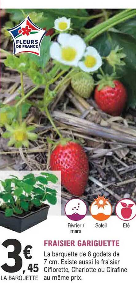 fraisier gariguette