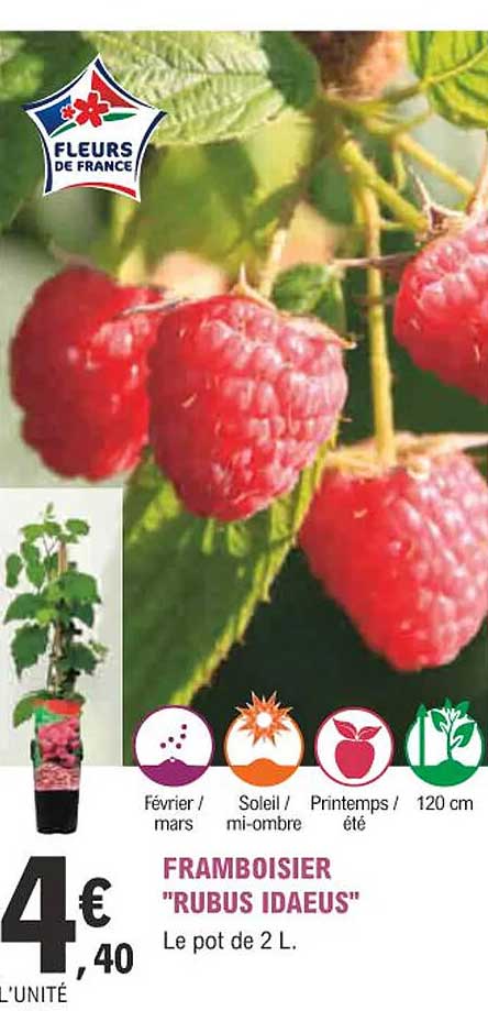 framboisier "rubus idaeus"