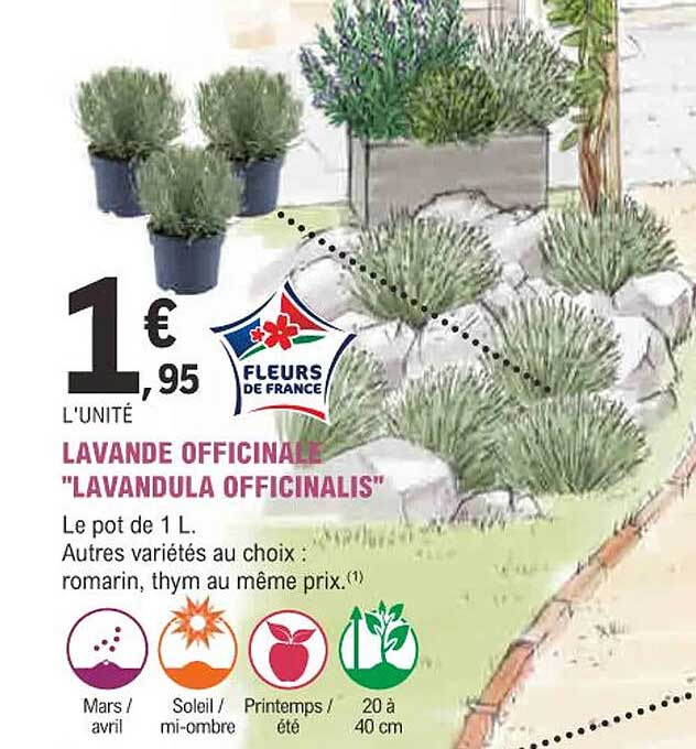 lavande officinale "lavandula officinalis"