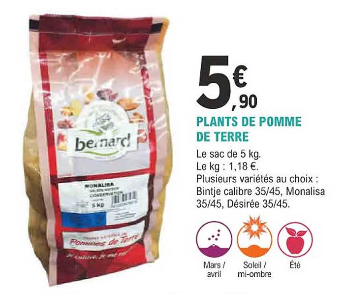 plants de pomme de terre bernard