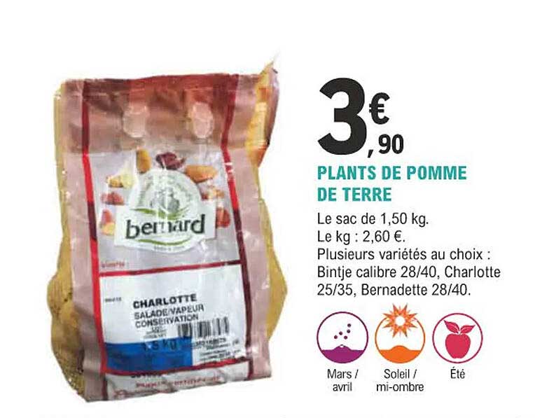 plants de pomme de terre bernard