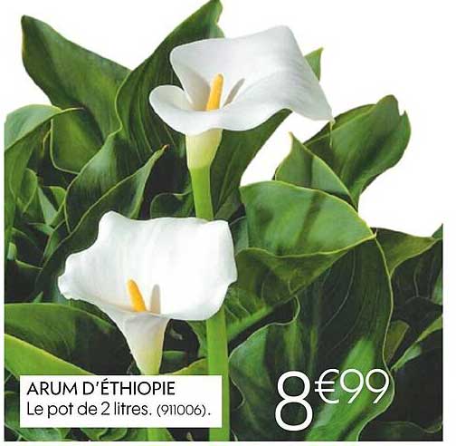 arum d'éthiopie