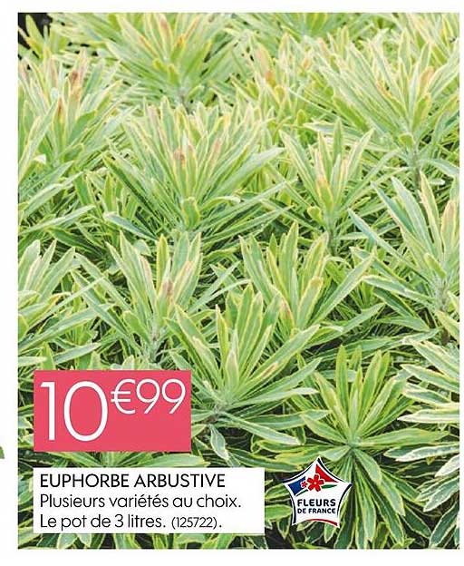 euphorbe arbustive