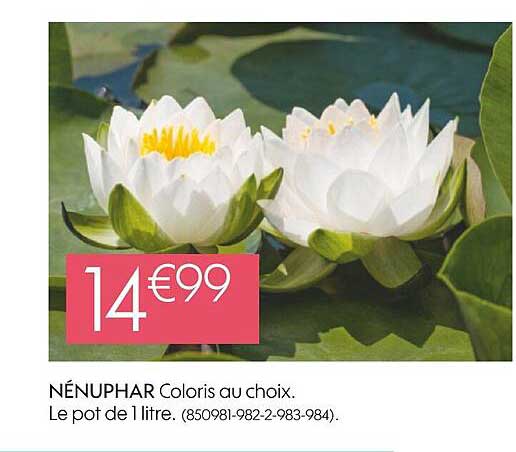 Nénuphar