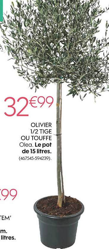 olivier 1-2 tige ou touffe olea