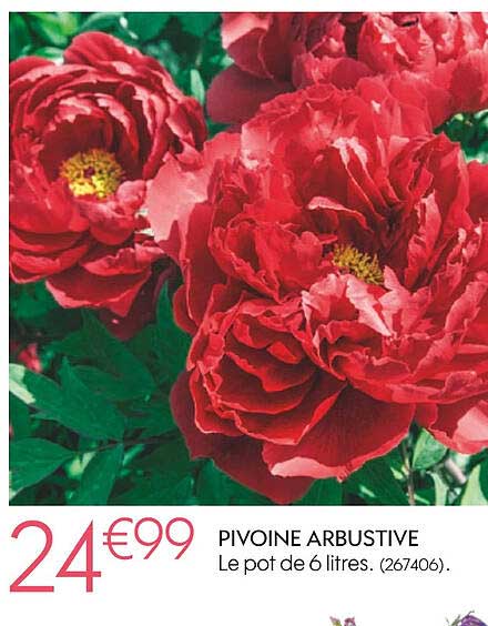 Pivoine Arbustive