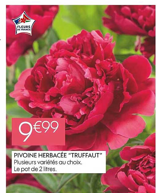 Pivoine Herbacée "truffaut"