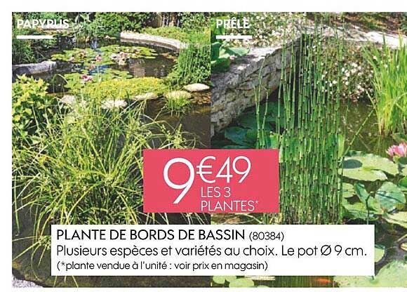 plante de bords de bassin