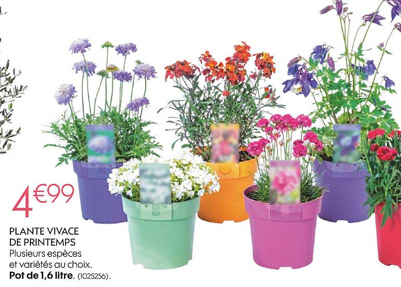 plante vivace de printemps