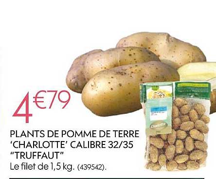 plants de pomme de terre "charlotte" calibre 32-35 "truffaut"
