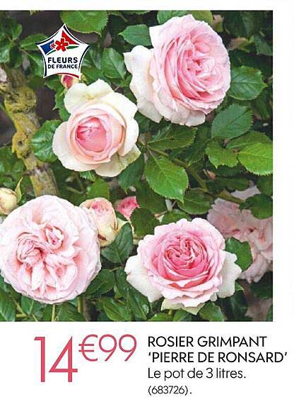 Rosier Grimpant "pierre De Ronsard"