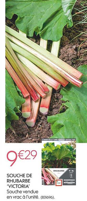 souche de rhubarbe "victoria"