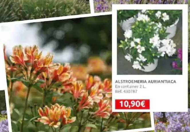 alstroemeria auriantiaca