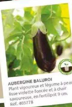 aubergine baluroi