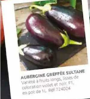 aubergine greffée sultane