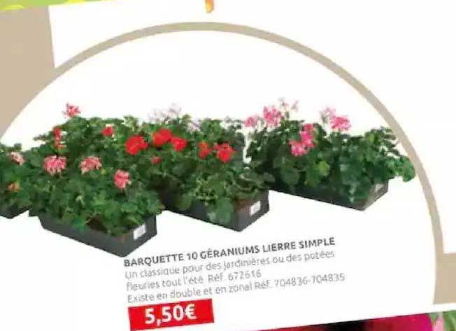 barquette 10 géraniums lierre simple