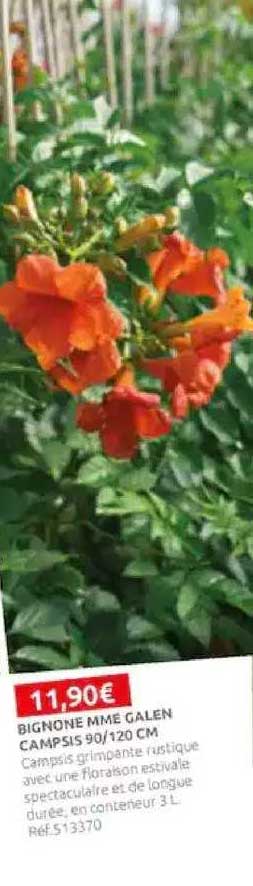 bignone mme galen campsis 90-120 cm