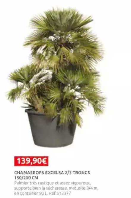 chamaerops excelsa 2-3 troncs 150-200 cm