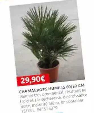 chamaerops humilis 60-80 cm