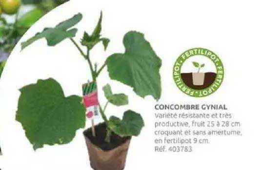 concombre gynial