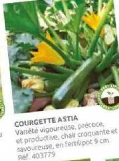 courgette astia