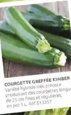 courgette greffée kimber