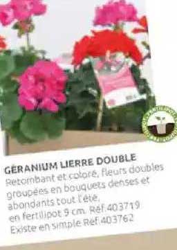 Géranium Lierre Double